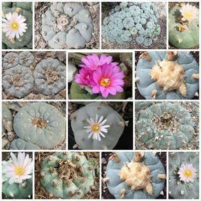 cactus-blog-mix -l-peyo cactus-blog-mix -l-peyo